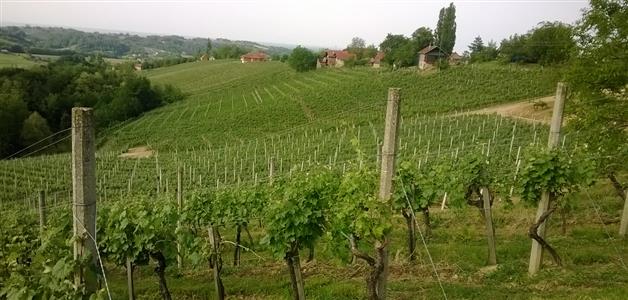 Međimurski vinogradi