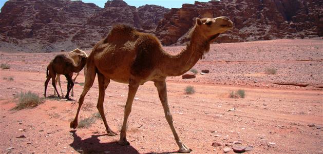 1-Jordan-Wadi Rum