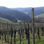 1-Bizeljsko-vinograd