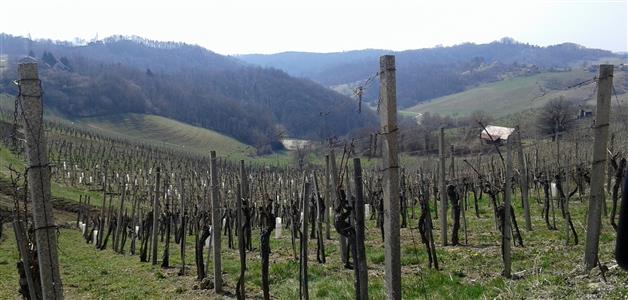 1-Bizeljsko-vinograd