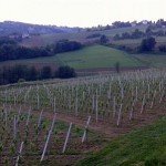 Štrigova-vinogradi