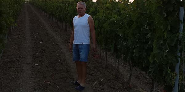 Tomislav Glavić u vinogradu
