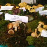 Festival gljiva-Pušćine
